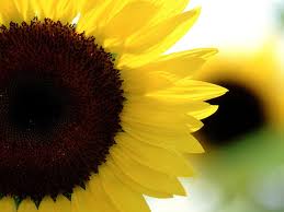 sunflower2