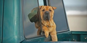 Nick Denny -  Mans Best Friend