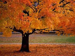 fall tree (1)