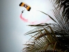 mackys_air_show_2011_07