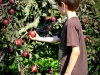 apple_icking_03