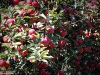 apple_picking_04