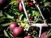 apple_picking_05