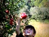 applepicking_07
