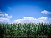 corn