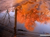 archives-puddle-orange