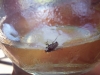 photo-8