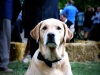 gussie_and_tom_14